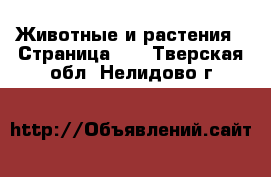  Животные и растения - Страница 13 . Тверская обл.,Нелидово г.